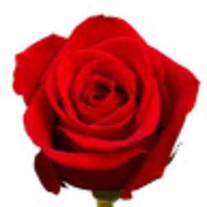 Meet your Posher, Vasil